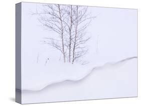 Silver Birch, in Winter Snow Cornice, Estonia-Niall Benvie-Stretched Canvas
