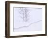 Silver Birch, in Winter Snow Cornice, Estonia-Niall Benvie-Framed Premium Photographic Print