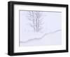 Silver Birch, in Winter Snow Cornice, Estonia-Niall Benvie-Framed Premium Photographic Print