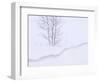 Silver Birch, in Winter Snow Cornice, Estonia-Niall Benvie-Framed Premium Photographic Print