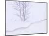 Silver Birch, in Winter Snow Cornice, Estonia-Niall Benvie-Mounted Premium Photographic Print