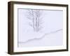 Silver Birch, in Winter Snow Cornice, Estonia-Niall Benvie-Framed Photographic Print