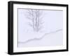 Silver Birch, in Winter Snow Cornice, Estonia-Niall Benvie-Framed Photographic Print