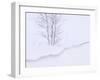 Silver Birch, in Winter Snow Cornice, Estonia-Niall Benvie-Framed Photographic Print