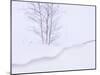 Silver Birch, in Winter Snow Cornice, Estonia-Niall Benvie-Mounted Photographic Print