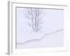 Silver Birch, in Winter Snow Cornice, Estonia-Niall Benvie-Framed Photographic Print