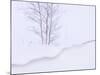 Silver Birch, in Winter Snow Cornice, Estonia-Niall Benvie-Mounted Photographic Print