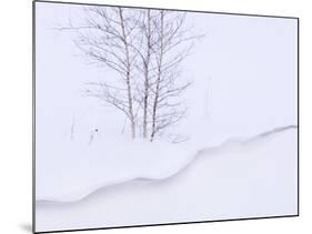 Silver Birch, in Winter Snow Cornice, Estonia-Niall Benvie-Mounted Photographic Print