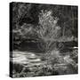 Silver Birch, Inverkirkaig 1979-null-Stretched Canvas