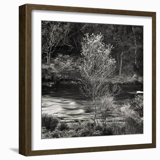 Silver Birch, Inverkirkaig 1979-null-Framed Giclee Print