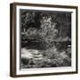 Silver Birch, Inverkirkaig 1979-null-Framed Giclee Print