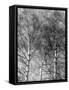 Silver Birch Tree-null-Framed Stretched Canvas