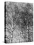 Silver Birch Tree-null-Stretched Canvas