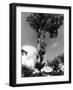 Silver Birch Tree-null-Framed Photographic Print