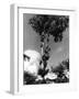 Silver Birch Tree-null-Framed Photographic Print