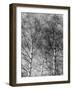 Silver Birch Tree-null-Framed Photographic Print