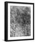 Silver Birch Tree-null-Framed Photographic Print