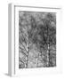 Silver Birch Tree-null-Framed Photographic Print