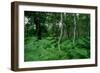 Silver Birch Trees and Ferns, Sherwood Forest-null-Framed Giclee Print