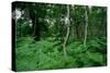 Silver Birch Trees and Ferns, Sherwood Forest-null-Stretched Canvas