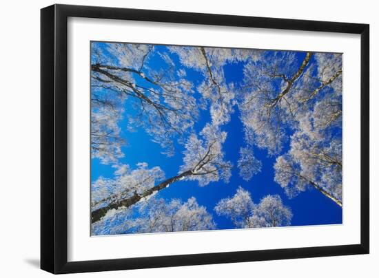 silver birch trees coated in hoar frost in winter, uk-mark hamblin-Framed Photographic Print