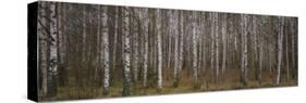 Silver Birch Trees in a Forest, Narke, Sweden-null-Stretched Canvas