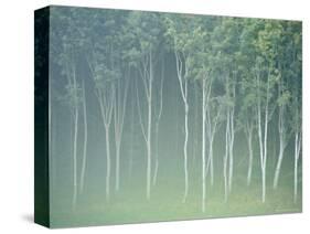 Silver Birch Trees Near Contin, Highlands Region, Scotland, UK, Europe-Neale Clarke-Stretched Canvas