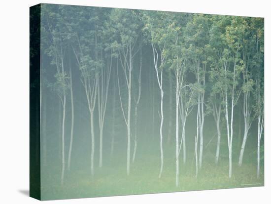 Silver Birch Trees Near Contin, Highlands Region, Scotland, UK, Europe-Neale Clarke-Stretched Canvas