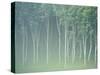 Silver Birch Trees Near Contin, Highlands Region, Scotland, UK, Europe-Neale Clarke-Stretched Canvas