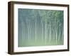 Silver Birch Trees Near Contin, Highlands Region, Scotland, UK, Europe-Neale Clarke-Framed Photographic Print