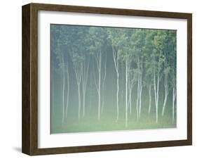 Silver Birch Trees Near Contin, Highlands Region, Scotland, UK, Europe-Neale Clarke-Framed Photographic Print