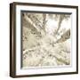 Silver Birch-Adam Brock-Framed Art Print