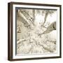 Silver Birch-Adam Brock-Framed Giclee Print