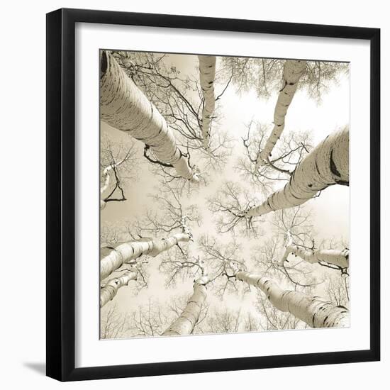 Silver Birch-Adam Brock-Framed Giclee Print