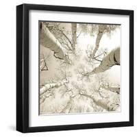 Silver Birch-Adam Brock-Framed Giclee Print