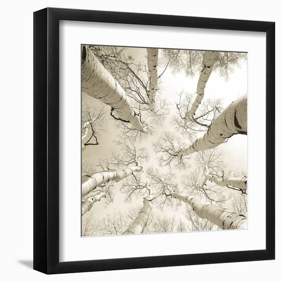 Silver Birch-Adam Brock-Framed Giclee Print