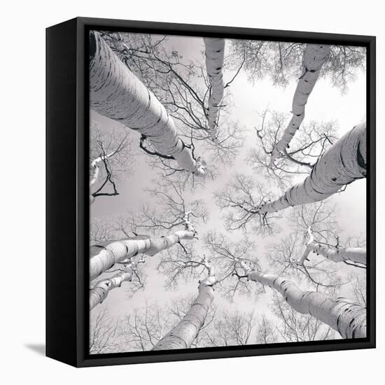 Silver Birch-Adam Brock-Framed Stretched Canvas