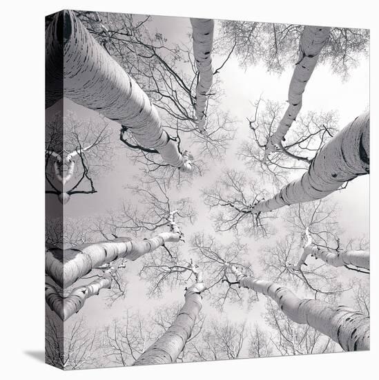 Silver Birch-Adam Brock-Stretched Canvas