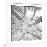 Silver Birch-Adam Brock-Framed Art Print