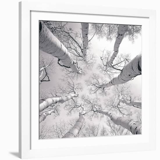 Silver Birch-Adam Brock-Framed Art Print