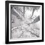 Silver Birch-Adam Brock-Framed Art Print