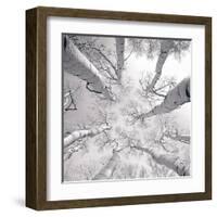 Silver Birch-Adam Brock-Framed Art Print