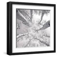 Silver Birch-Adam Brock-Framed Art Print