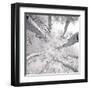 Silver Birch-Adam Brock-Framed Art Print