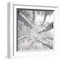 Silver Birch-Adam Brock-Framed Art Print