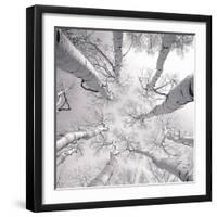 Silver Birch-Adam Brock-Framed Art Print