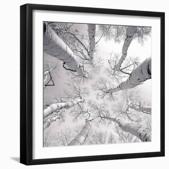 Silver Birch-Adam Brock-Framed Art Print