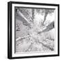 Silver Birch-Adam Brock-Framed Art Print