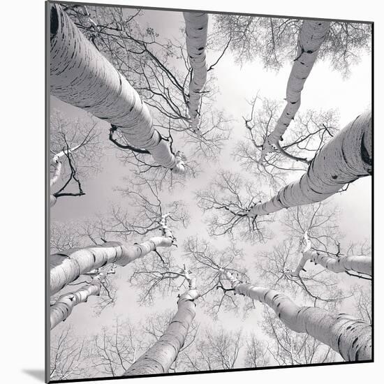 Silver Birch-Adam Brock-Mounted Art Print