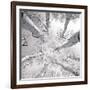 Silver Birch-Adam Brock-Framed Art Print